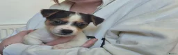 Jack Russell dogs for sale: Lovely Jack Russell Pups for Sale - Advert 4