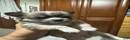 Chihuahua dogs for sale: Beautiful long-haired chihuahuas  - Advert 27