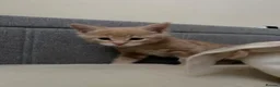 Maine Coon cats for sale: Maine coon kittens  - Advert 17