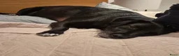 Mixed Breed dogs for adoption: Bramble ❤️  - Advert 3