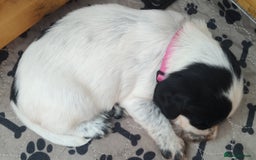 Sprocker dogs for sale: STRIKING BLUE ROAN SPROCKER PUPPIES  - Image 15