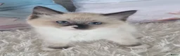 Ragdoll cats for sale: 💕Cute Champion line Ragdolls Kittens 💕 - Advert 8