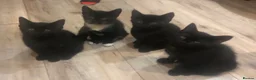 Mixed Breed cats for sale: Five Kittens (Four females, One male) - Advert 4