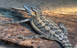Bearded Dragon reptiles for sale: Bearded Dragons - stunning babies  - Image 6