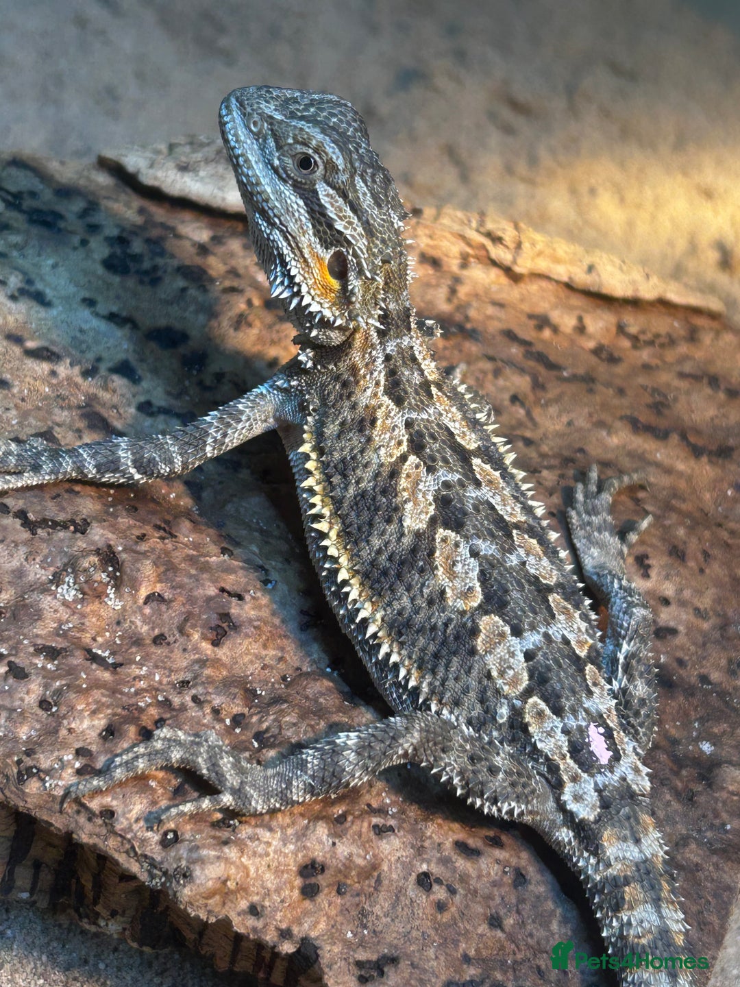 Bearded Dragon reptiles for sale: Bearded Dragons - stunning babies  - Image 6