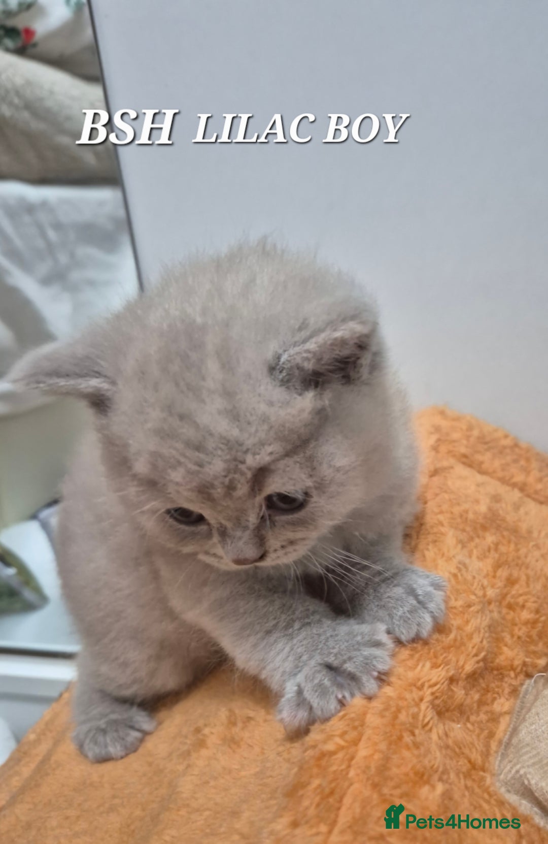 British Shorthair cats for sale: BSH and BLH kittens for new home  - Advert 9