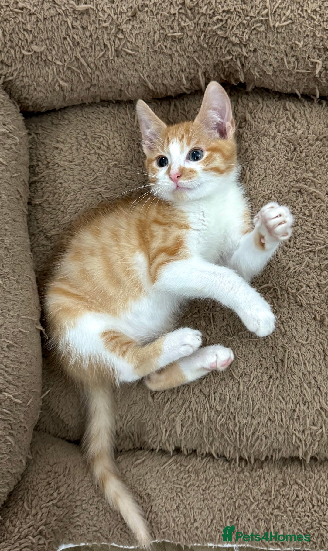 Mixed Breed cats for sale: GORGEOUS KITTYS  - Advert 6