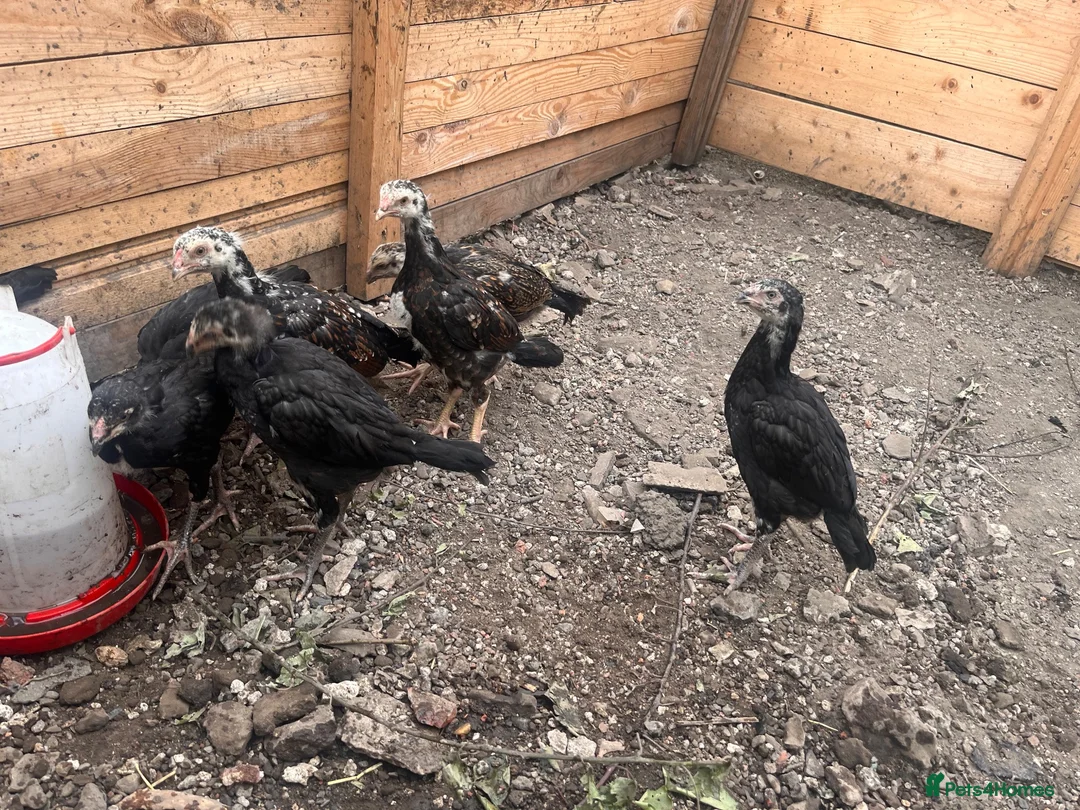Mixed Breed poultry for sale: BrazillianXGerman O shamo in Dewsbury - Advert 2