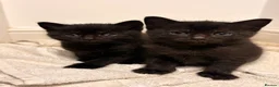Mixed Breed cats for sale: Mixed Breed Black Kittens in Thetford - Advert 6