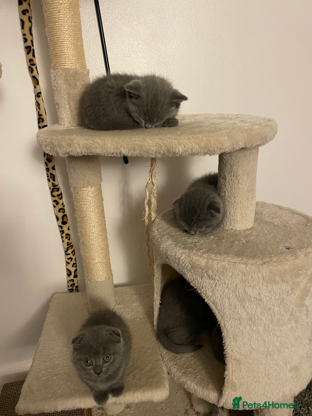 Scottish Fold cats for sale: PURE BREED SCOTTISH FOLD KITTENS 🐾 - Advert 3