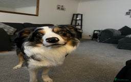Border Collie dogs for stud: Stud Dog Available – Poe - Image 17