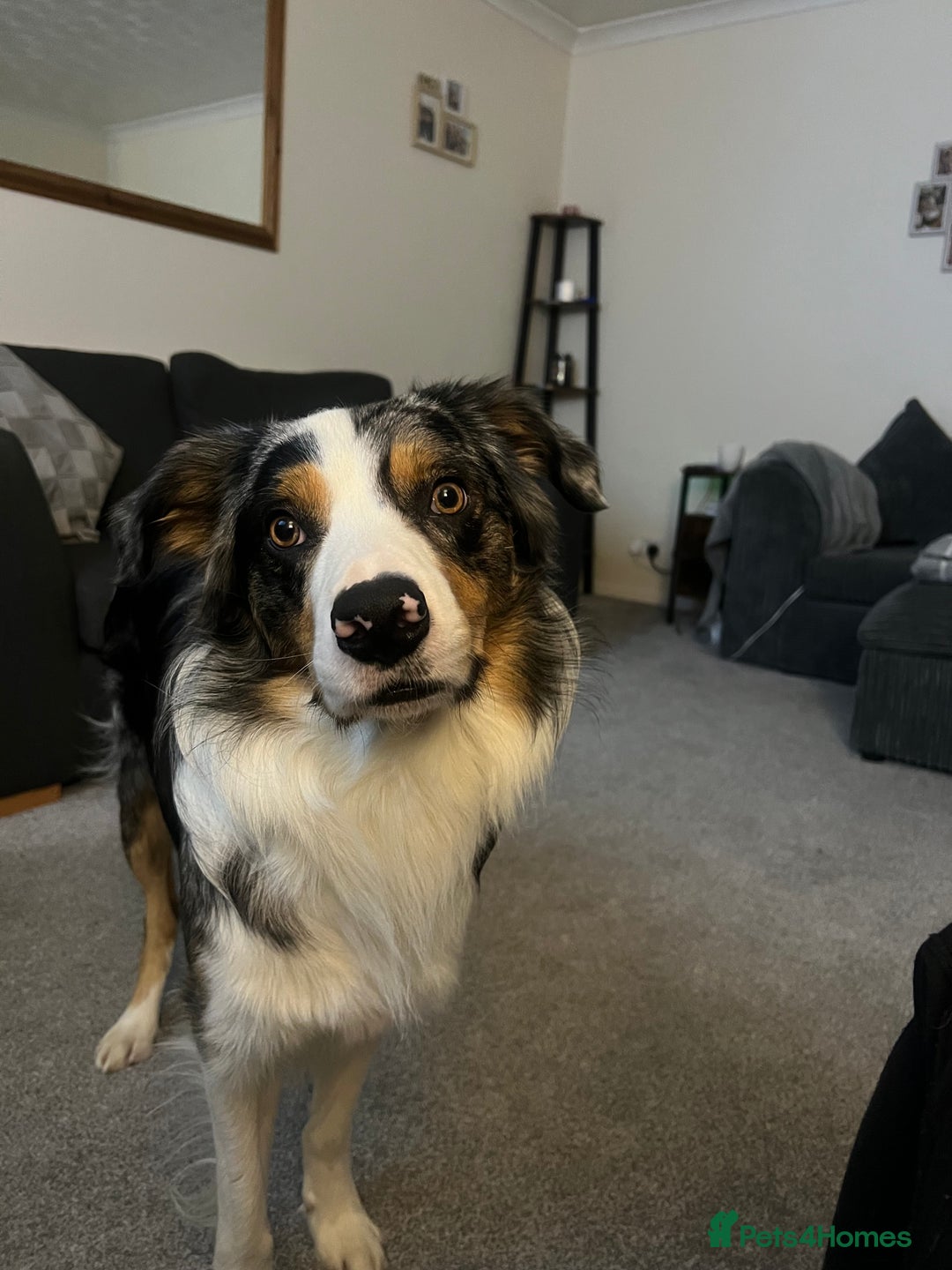 Border Collie dogs for stud: Stud Dog Available – Poe - Image 17