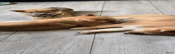 Japanese Shiba Inu dogs for sale: Stunning little Shibas - Advert 11