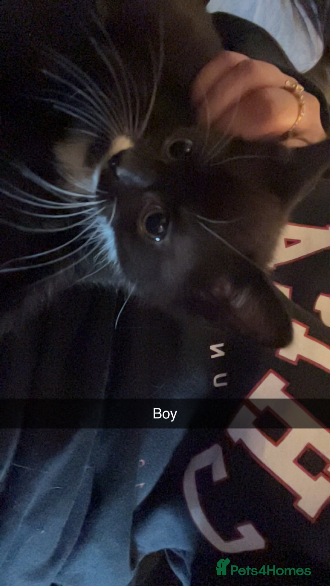 Mixed Breed cats for sale: Lovely kittens  - Advert 6