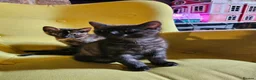 Mixed Breed cats for sale: 1 Ghost Tabby, 1 Tortoiseshell and 1 Black kittens in Cranbrook - Advert 23