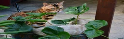 Bengal cats for sale: 7 beautiful pure Bengal Kittens - Advert 8
