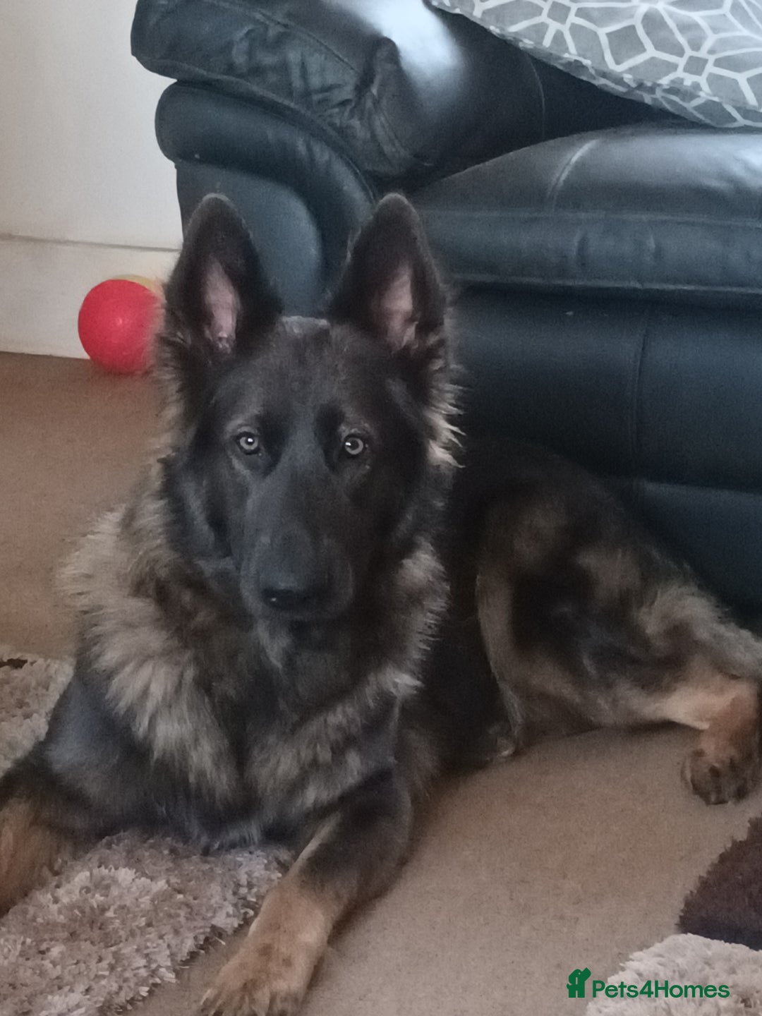 German Shepherd dogs for sale: German shepherd  - Image 8