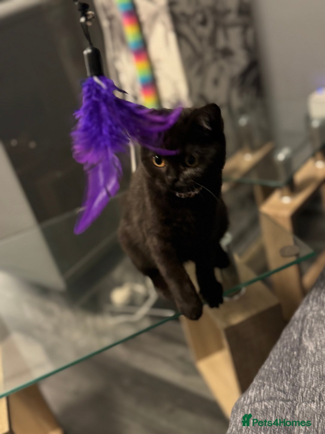 British Shorthair cats for sale: Black short hair kitten  - Image 2