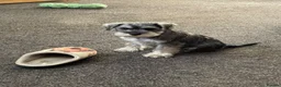 Miniature Schnauzer dogs for sale: pedigree miniature schnauzer boy  - Advert 5
