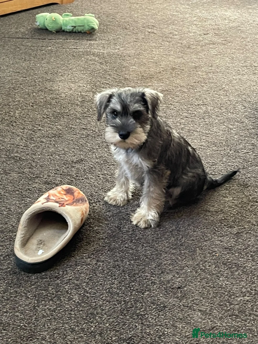 Miniature Schnauzer dogs for sale: pedigree miniature schnauzer boy  - Advert 5