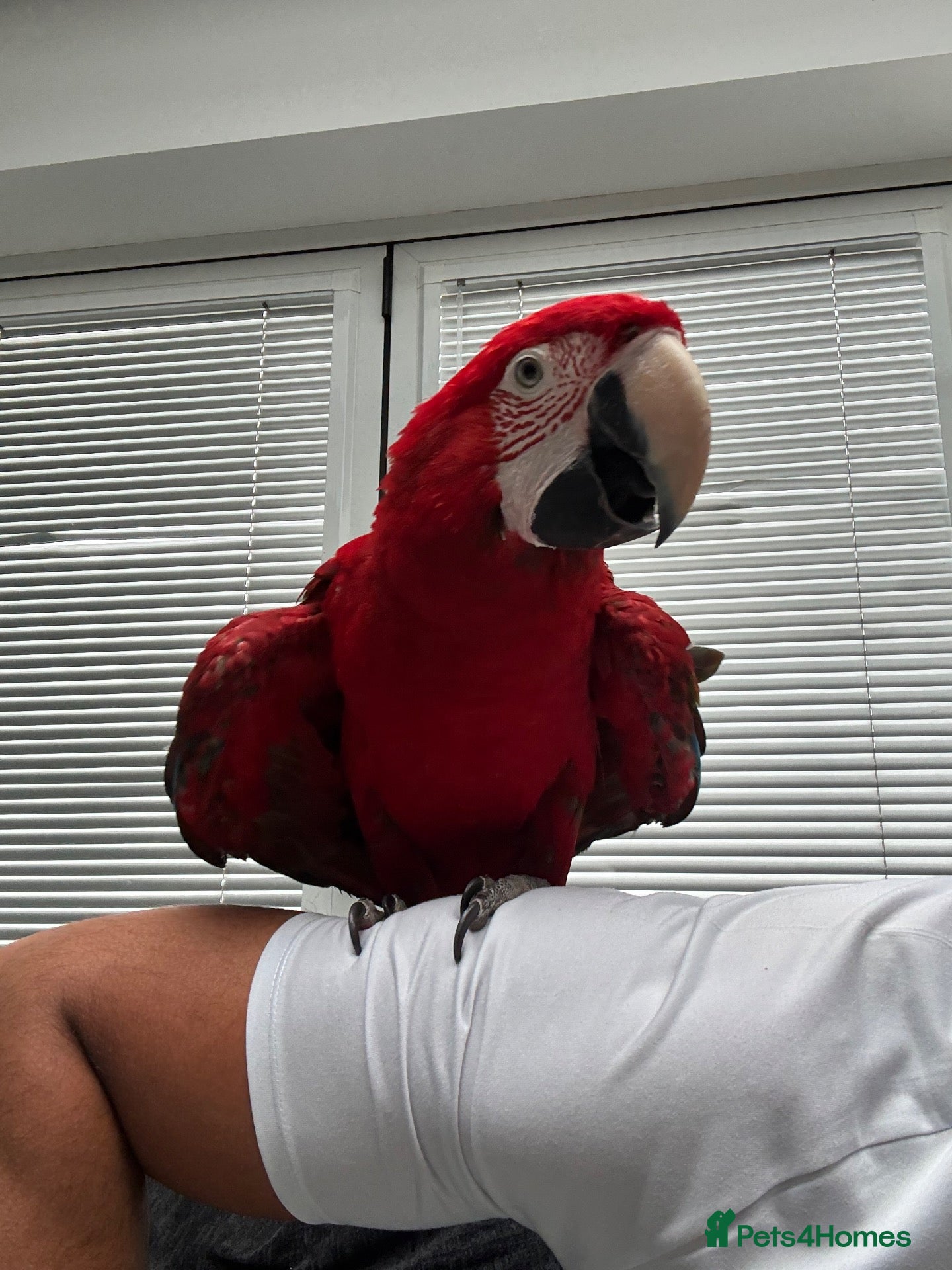 Macaws birds Macaw - Advert 2