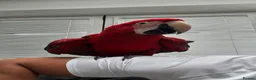 Macaws birds for sale: Macaw - Advert 2