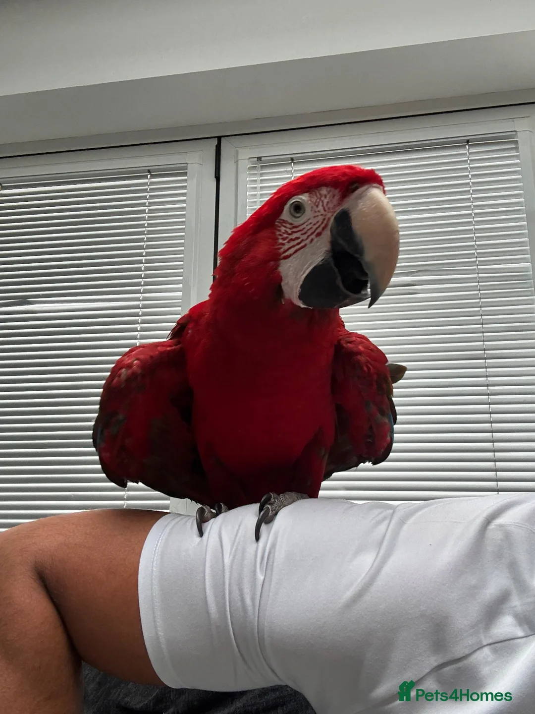 Macaws birds for sale: Macaw - Advert 2