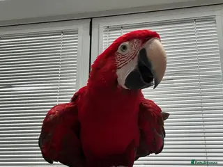 Macaws birds Macaw - Advert 2