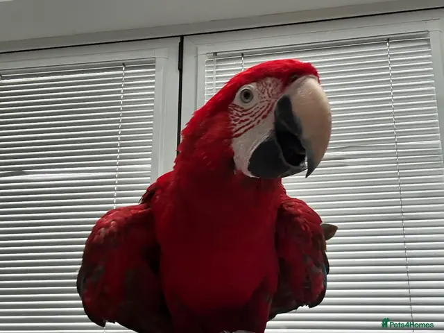 Macaws birds Macaw - Advert 2