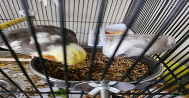 Cockatiels birds - Advert 16