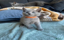 Russian Blue cats for sale: Russian Blue Kittens – Full Pedigree, TICA Parents - Image 14
