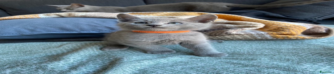 Russian Blue Kitten 1
