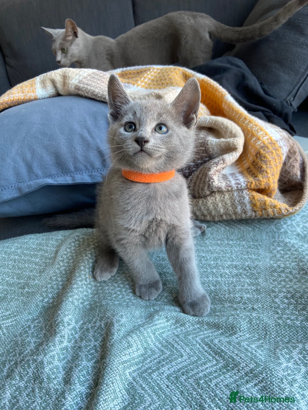Russian Blue cats for sale: Russian Blue Kittens – Full Pedigree, TICA Parents - Image 14