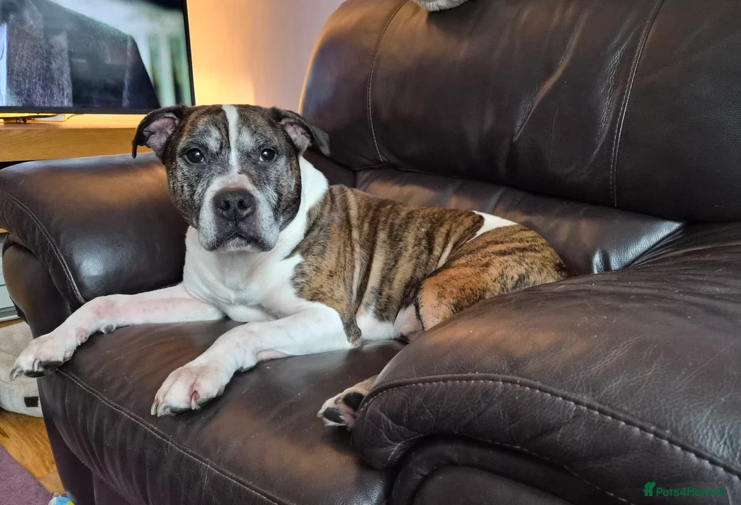 Staffordshire Bull Terrier dogs for sale: Gentle staffy boy,  loves cudfdes - Advert 1
