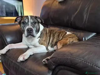 Staffordshire Bull Terrier dogs Gentle staffy boy, loves cudfdes - Advert 1