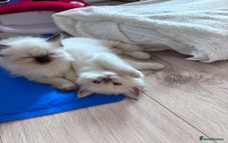 Ragdoll cats for sale: 5 Stunning Ragdoll Kittens  - Image 19
