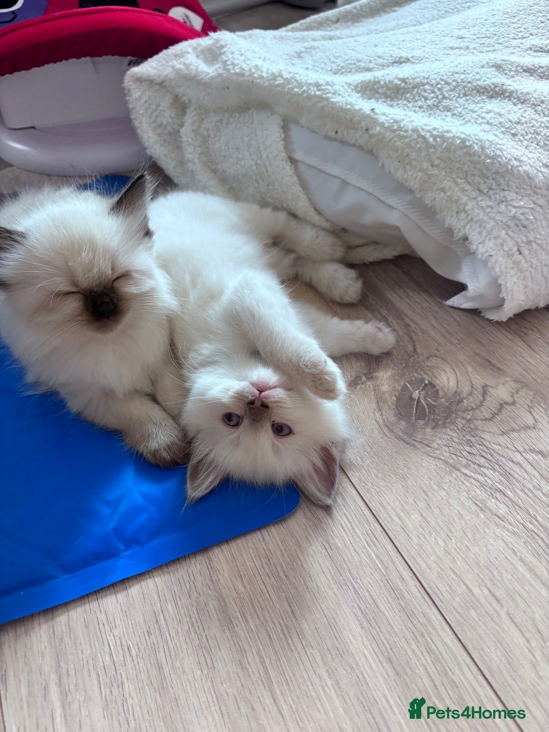 Ragdoll cats for sale: 5 Stunning Ragdoll Kittens  - Image 19