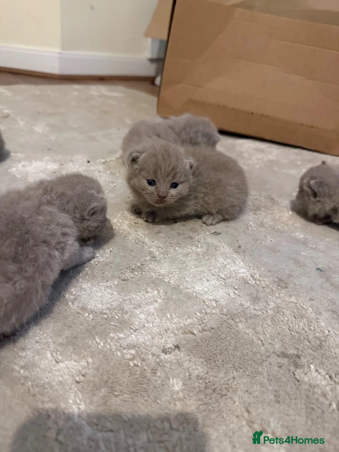 British Shorthair cats for sale: British shorthair kittens  - Advert 9