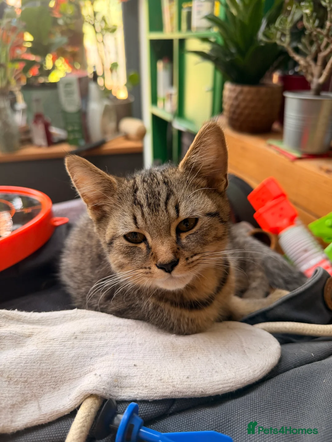 British Shorthair cats for sale: British Shorthair X Kittens - Advert 2
