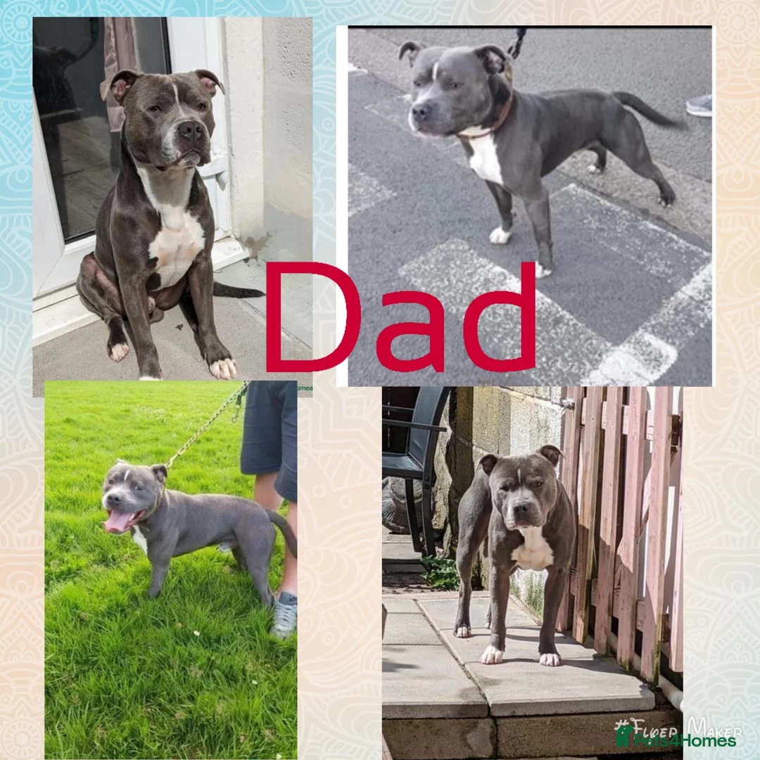 Staffordshire Bull Terrier dogs for sale: Staffy puppy for sale - Advert 10