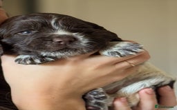 Cocker Spaniel dogs for sale: Beautiful working cocker spaniels - Image 2
