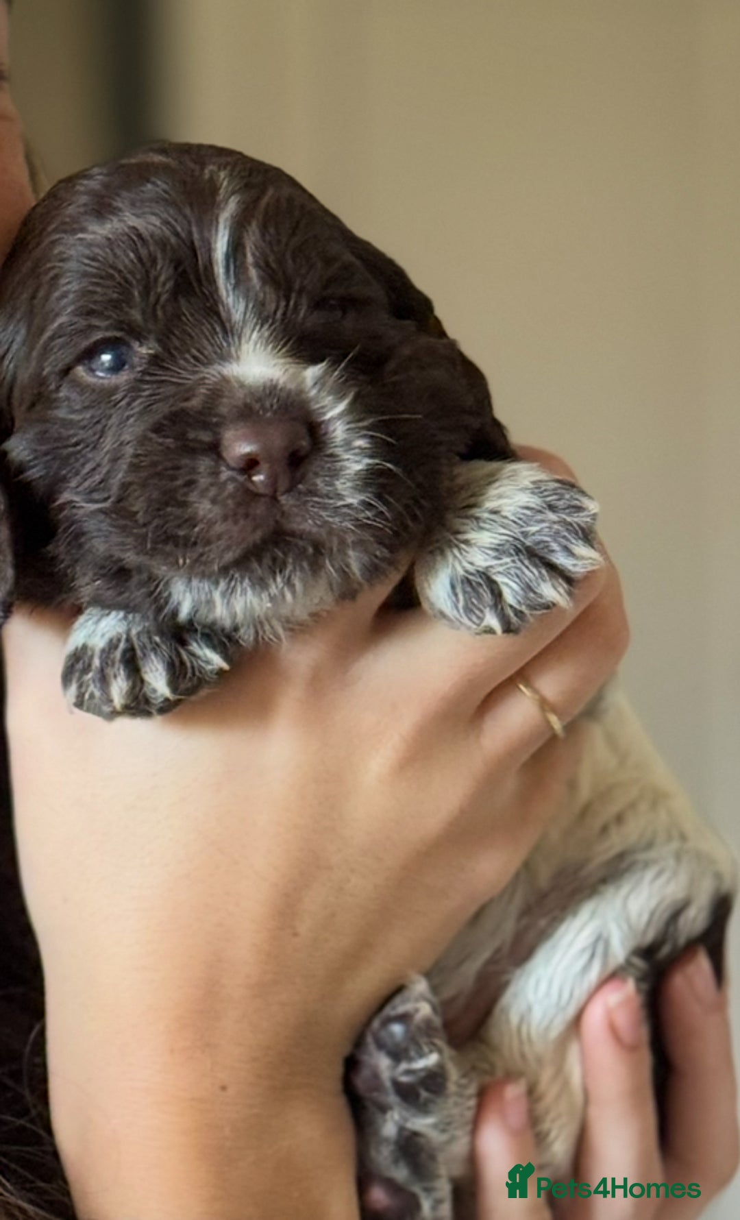 Cocker Spaniel dogs for sale: Beautiful working cocker spaniels - Image 2