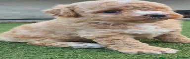 Poochon 4