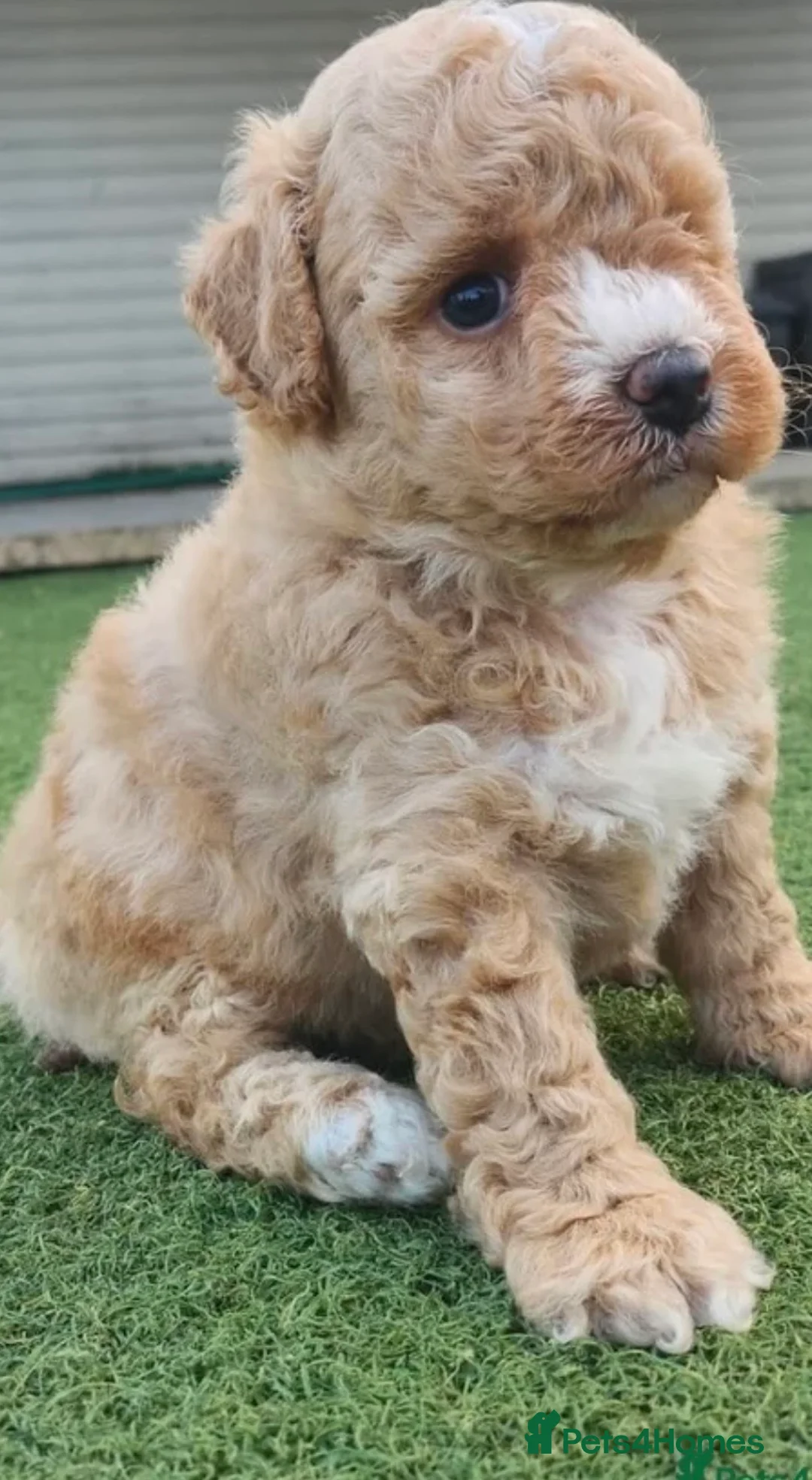 Poochon dogs for sale: 🌸 Beautiful Poochon Girls Available 🌸 - Advert 10