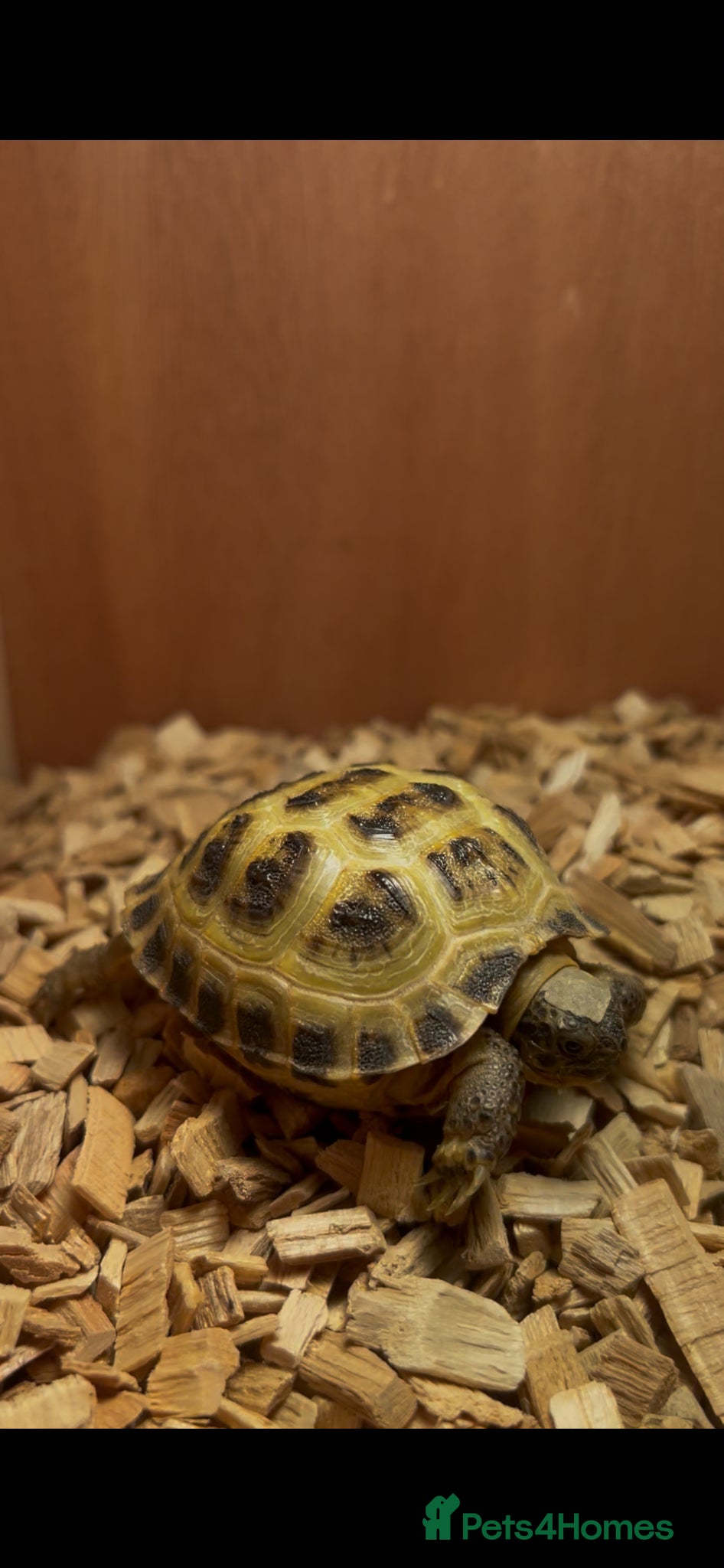 Hermann Tortoise reptiles Russian Harefield Tortoise + Vivarium Set Up - Advert 1