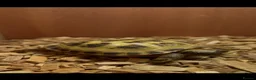 Hermann Tortoise reptiles for sale: Russian Harefield Tortoise + Vivarium Set Up - Advert 1