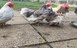 Hens poultry for sale: Chickens for sale - Image 13