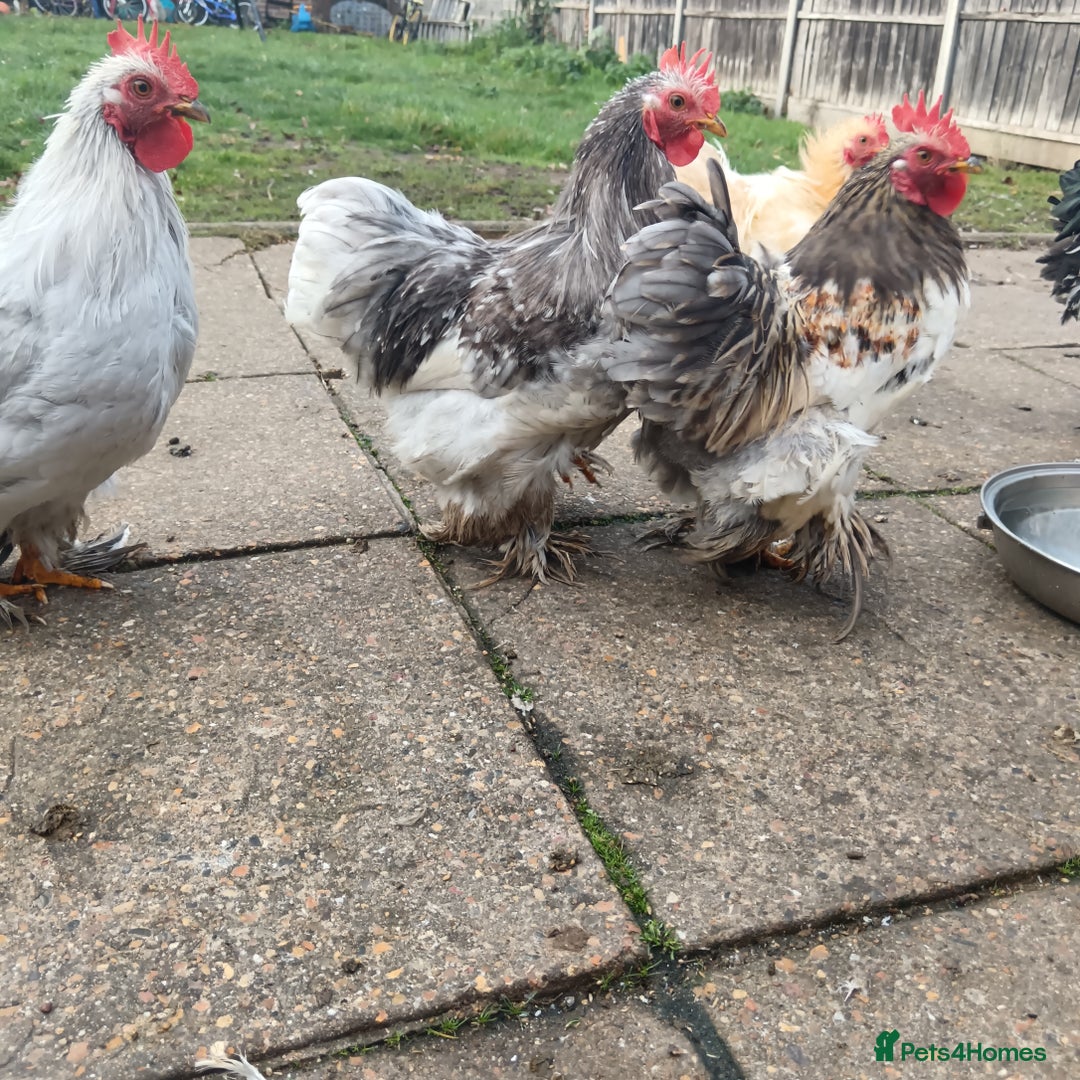 Hens poultry for sale: Chickens for sale - Image 13