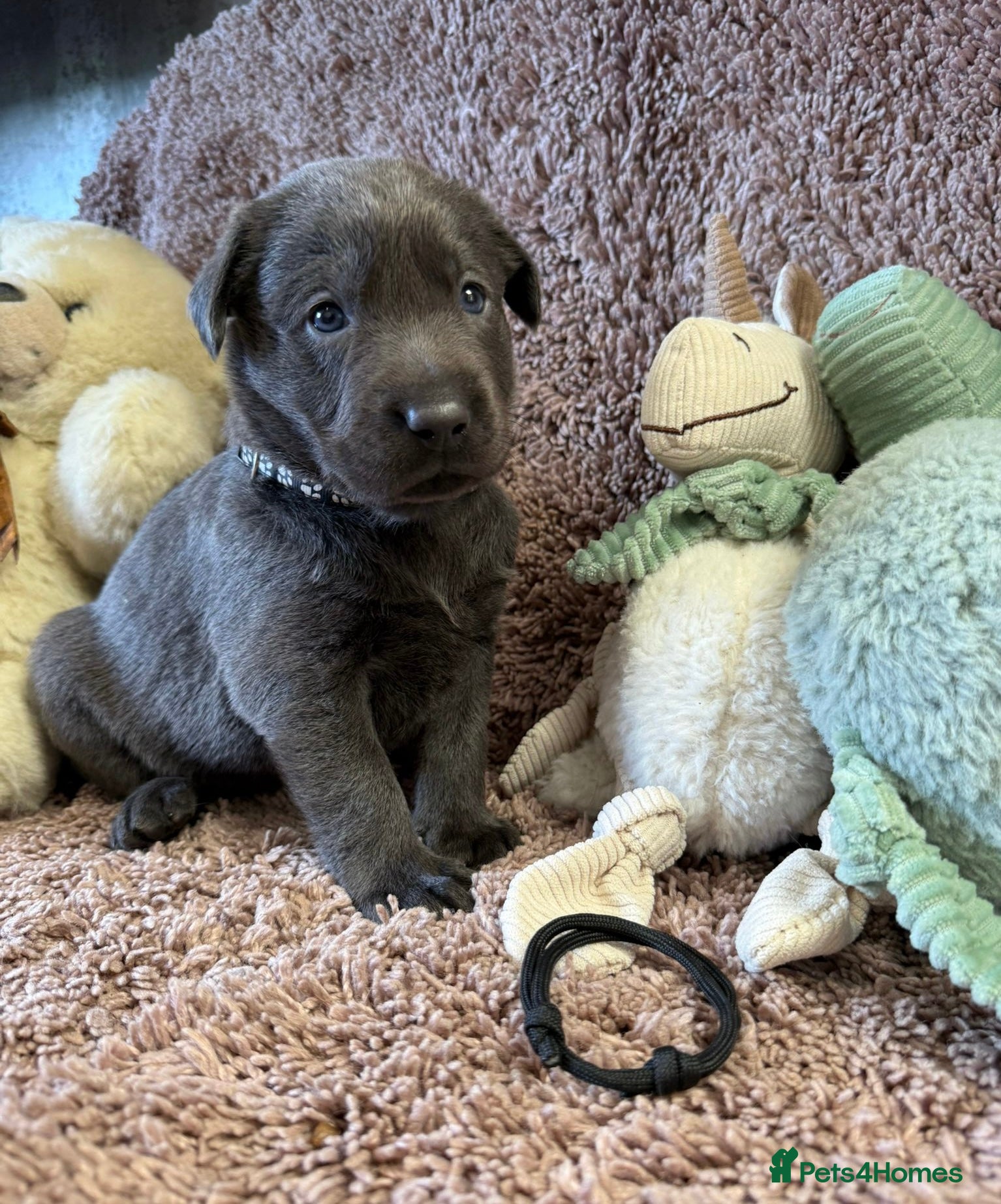 Labrador Retriever dogs RARE Stunning Silver & Charcoal Labrador Boy pups - Advert 6