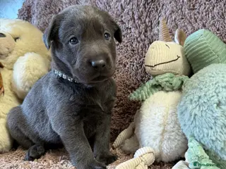Labrador Retriever dogs RARE Stunning Silver & Charcoal Labrador Boy pups - Advert 4